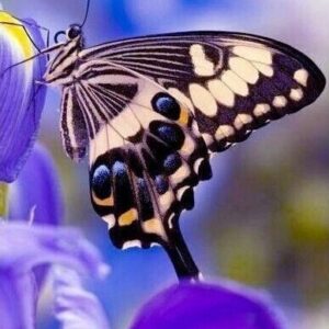 Diamond Painting Vlinder Bloem voorbeeldafbeelding van het volledige ontwerp