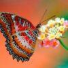 Diamond Painting Vlinder Op Bloem voorbeeldafbeelding van het volledige ontwerp