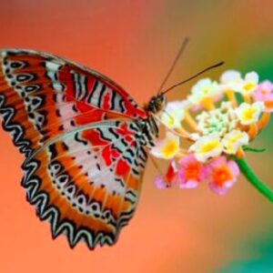 Diamond Painting Vlinder Op Bloem voorbeeldafbeelding van het volledige ontwerp