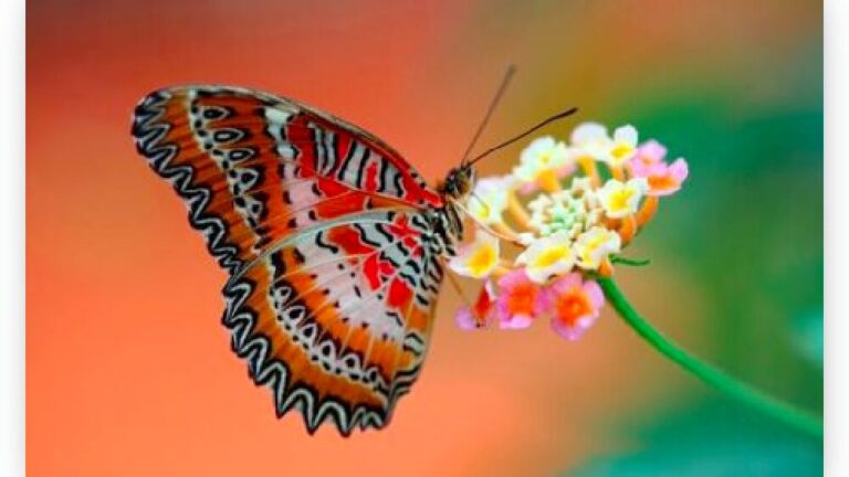 Diamond Painting Vlinder Op Bloem voorbeeldafbeelding van het volledige ontwerp