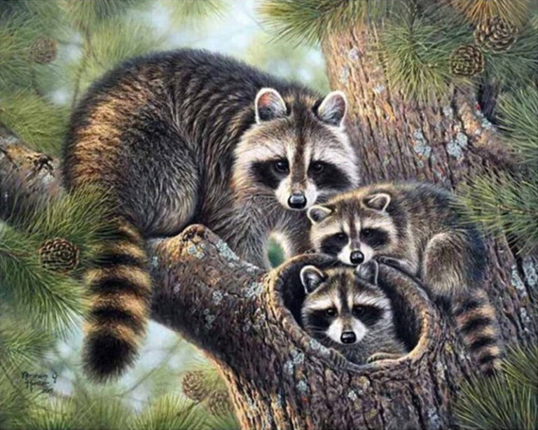 Diamond Painting - Wasbeerfamilie in het bos voorbeeldafbeelding van het volledige ontwerp