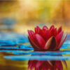 Diamond Painting Water Lelie Kunst voorbeeldafbeelding van het volledige ontwerp