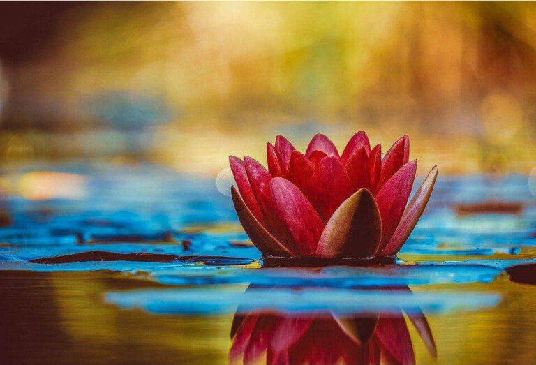 Diamond Painting Water Lelie Kunst voorbeeldafbeelding van het volledige ontwerp