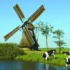 Diamond Painting Windmolen En Koeien Aan Het Water voorbeeldafbeelding van het volledige ontwerp