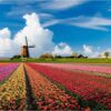 Diamond Painting Windmolen Tulpen Veld voorbeeldafbeelding van het volledige ontwerp