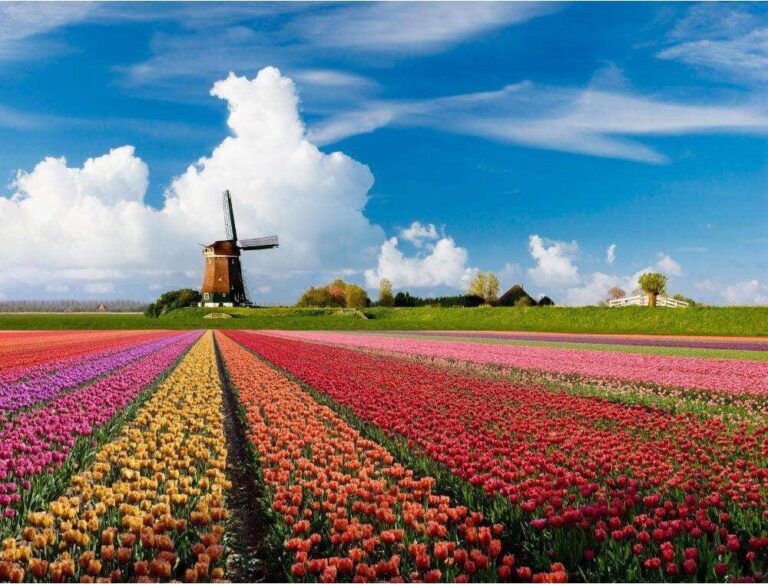 Diamond Painting Windmolen Tulpen Veld voorbeeldafbeelding van het volledige ontwerp