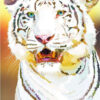 Diamond Painting Witte Tijger Elvira Clement voorbeeldafbeelding van het volledige ontwerp