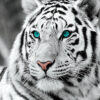 Diamond Painting Witte Tijger Gezicht voorbeeldafbeelding van het volledige ontwerp