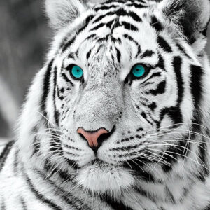 Diamond Painting Witte Tijger Gezicht voorbeeldafbeelding van het volledige ontwerp
