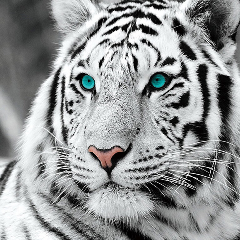 Diamond Painting Witte Tijger Gezicht voorbeeldafbeelding van het volledige ontwerp