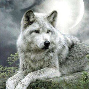Diamond Painting Wolf 1 voorbeeldafbeelding van het volledige ontwerp