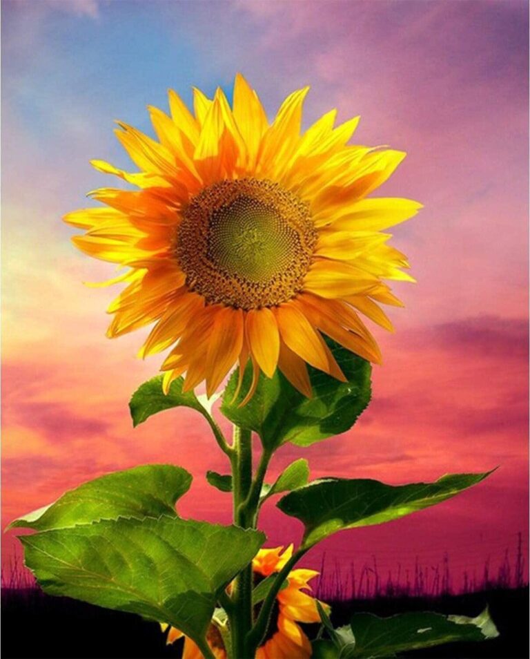 Diamond Painting Zonnebloem in Ochtendzon voorbeeldafbeelding van het volledige ontwerp