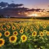 Diamond Painting Zonnebloemveld voorbeeldafbeelding van het volledige ontwerp