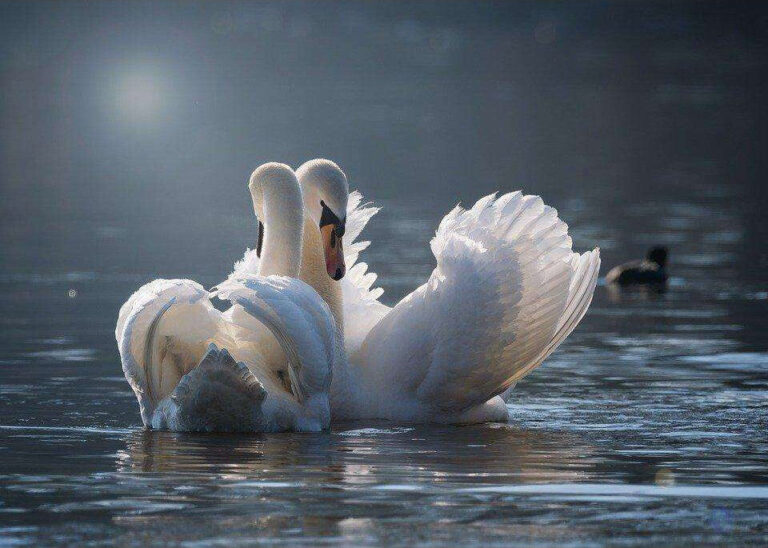 Diamond Painting Zwanen Samen voorbeeldafbeelding van het volledige ontwerp