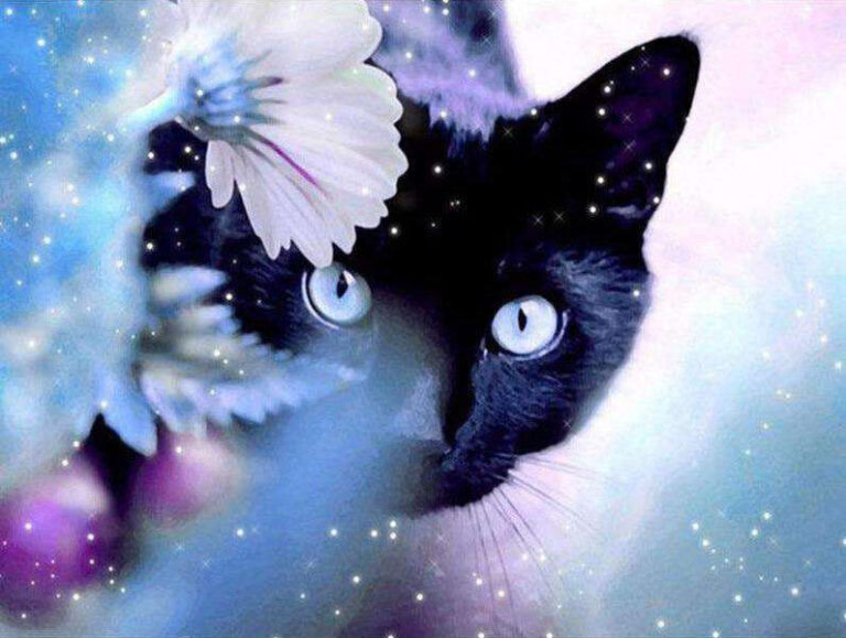 Diamond Painting Zwarte Poes voorbeeldafbeelding van het volledige ontwerp