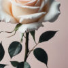 Diamond Painting Zwarte en witte roos voorbeeldafbeelding van het volledige ontwerp