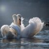 Diamond Painting Zwanen in het water voorbeeldafbeelding van het volledige ontwerp