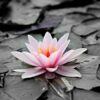 Diamond Painting Zwart Wit foto met Roze water lelie voorbeeldafbeelding van het volledige ontwerp