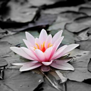 Diamond Painting Zwart Wit foto met Roze water lelie voorbeeldafbeelding van het volledige ontwerp